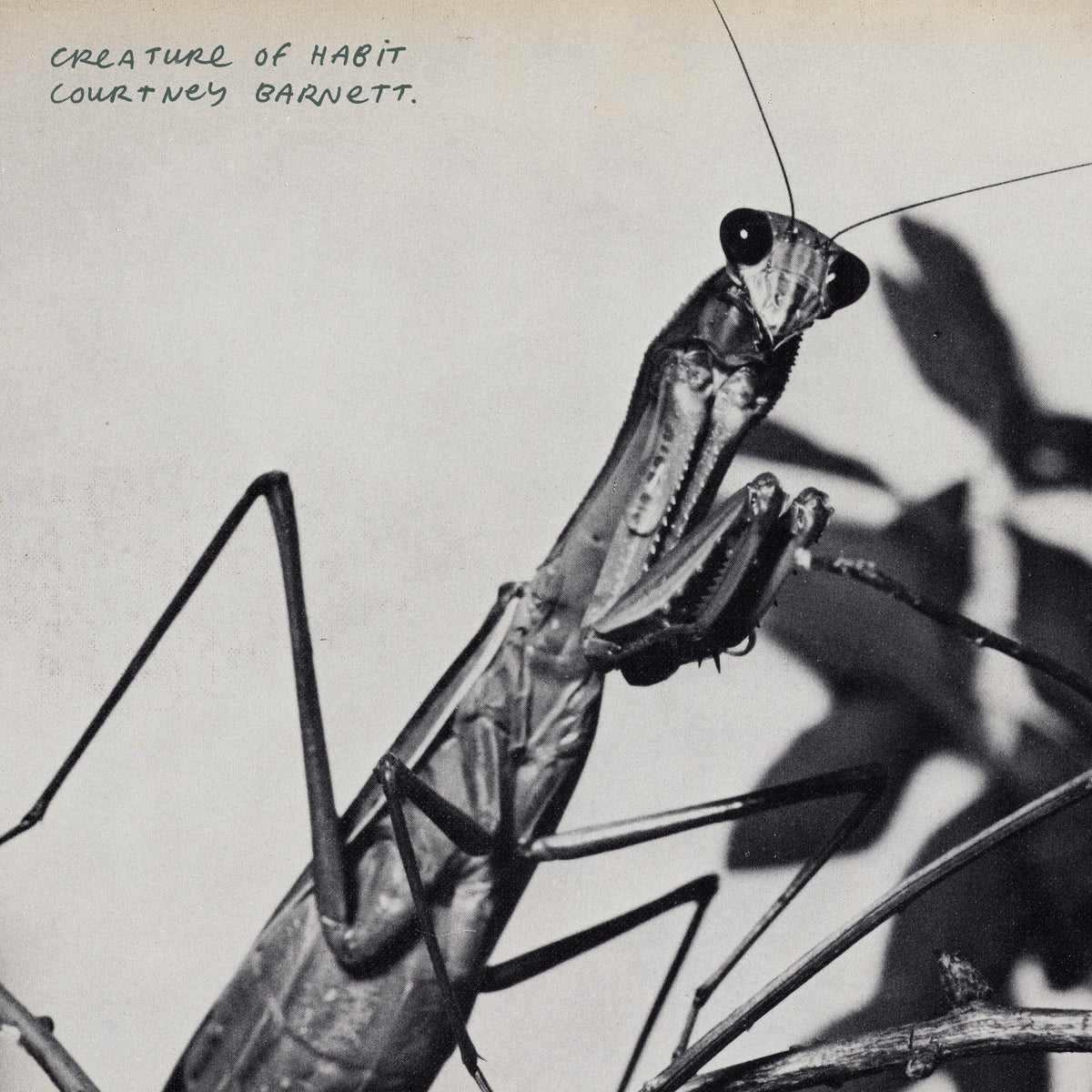 Courtney Barnett - Creature Of Habit