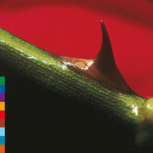 Load image into Gallery viewer, Nusrat Fateh Ali Khan &amp; Michael Brook - Night Song (30th Anniversary Edition)