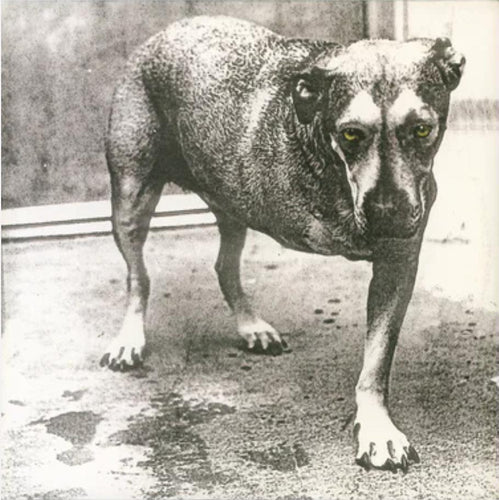 Alice In Chains - Alice In Chains (30th Anniversary Edition)
