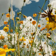 Tasha - You Are Spring!