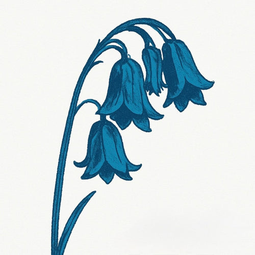 The Bluebells - This Is The Bluebells