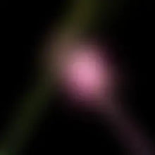 Load image into Gallery viewer, Various Artists - Wicked For Good: The Soundtrack [Color LP] [Alternate Cover] [Numbered] RSD BLACK FRIDAY